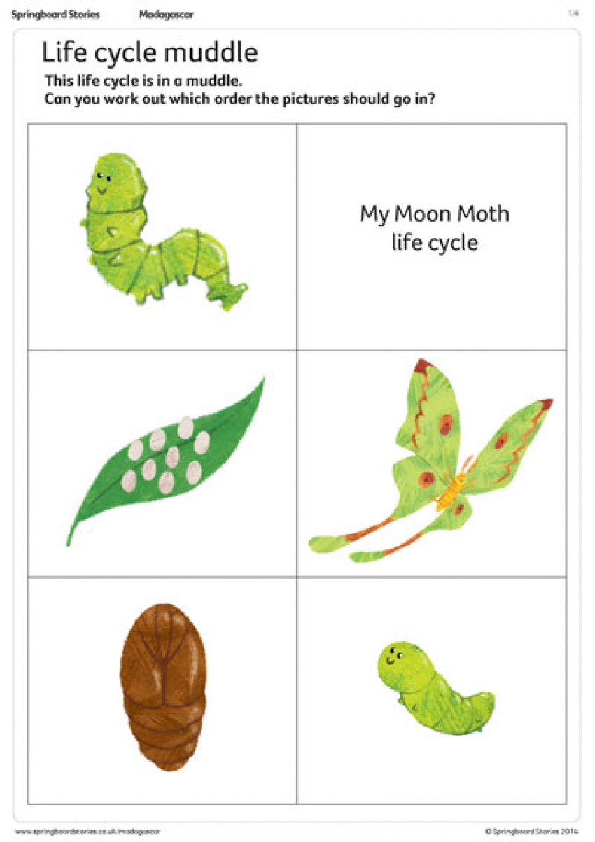 Life cycle muddle activity sheet resource