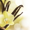 Madagascan vanilla