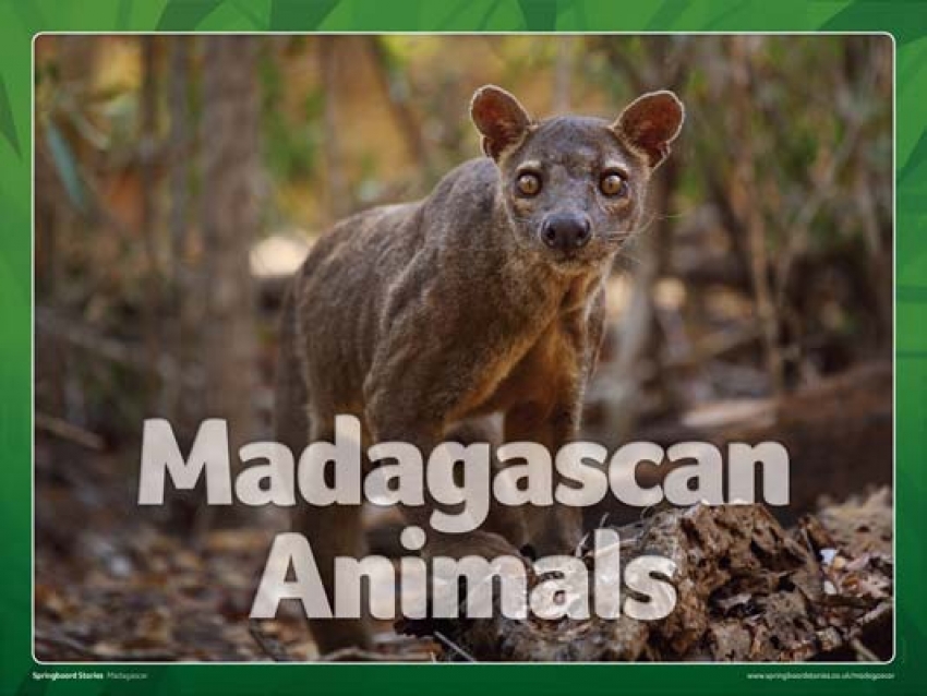 Madagascan animal slideshow