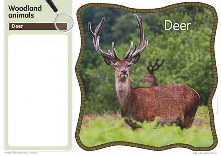 Woodland fact cards primary resource image only