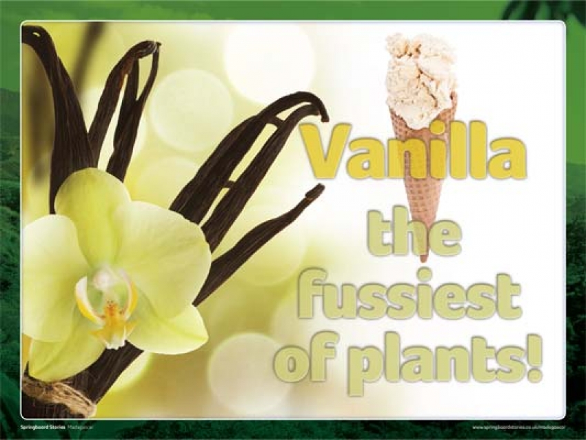 The intriguing story of growing vanilla in Madagascar slideshow