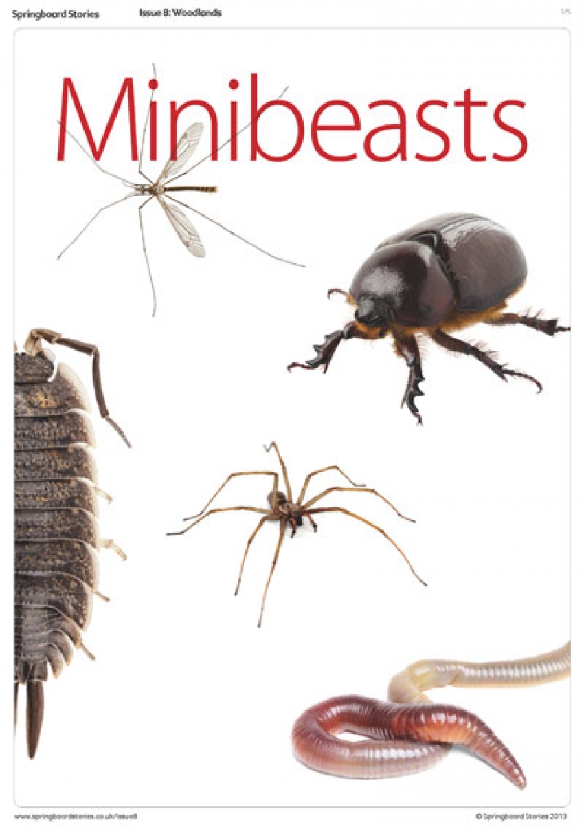 All about minibeasts primary resource 