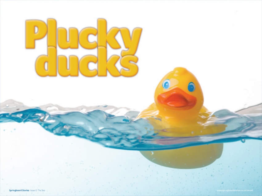 Plucky ducks slideshow primary resource