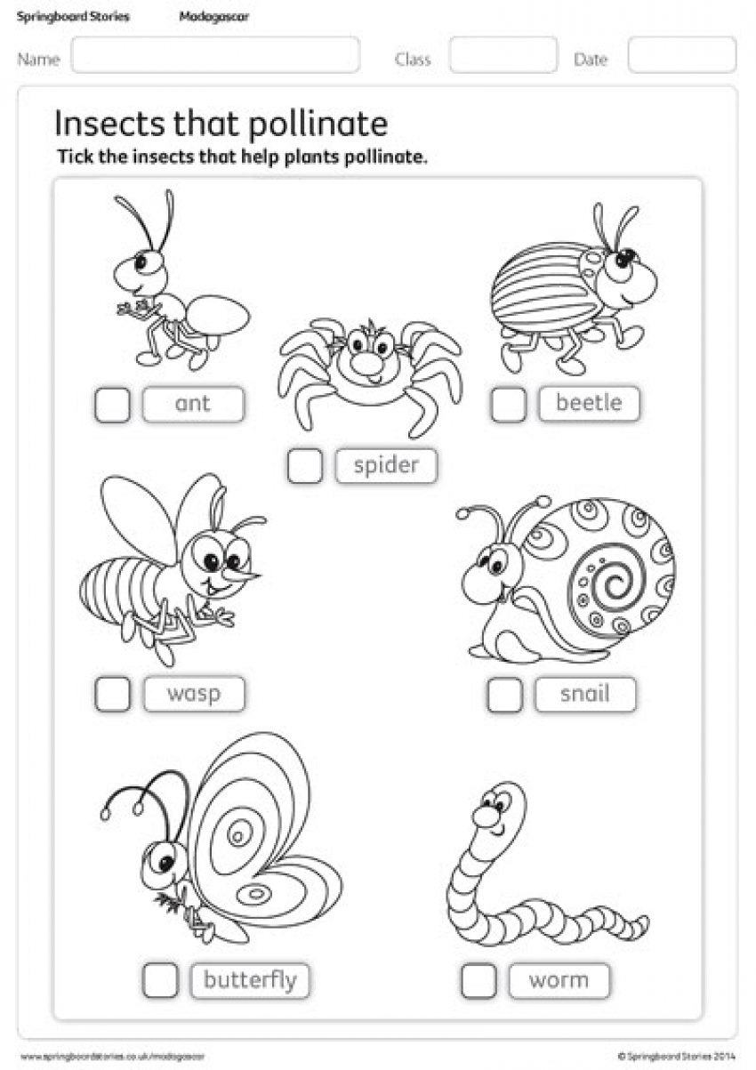 Insects that pollinate