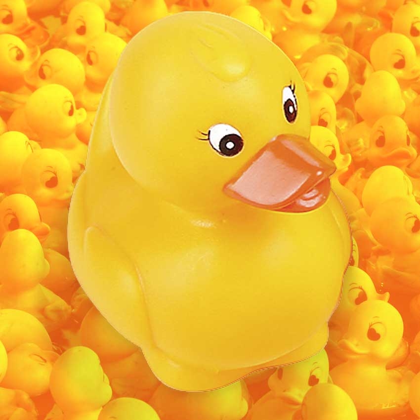 Plucky ducks